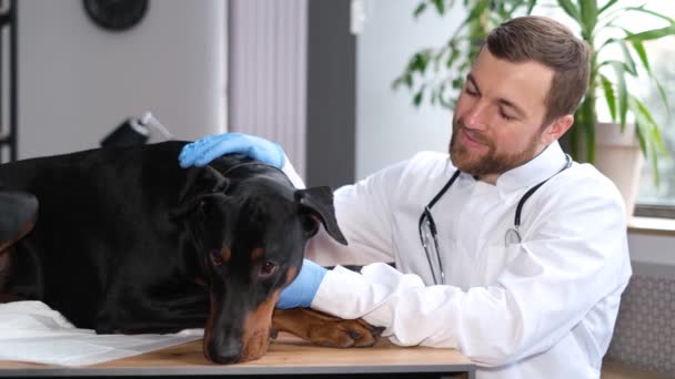 Portrait Handsome Bearded Veterinarian Stroking Large Purebred Dog Doberman Vet — Stock Video