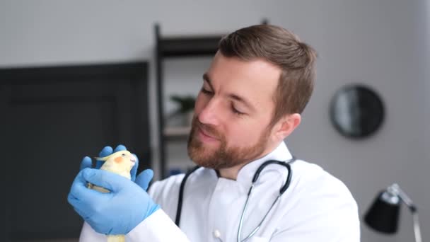 Portrét Šťastného Pozitivního Veterinárního Lékaře Držícího Žlutého Papouška Láska Domácím — Stock video