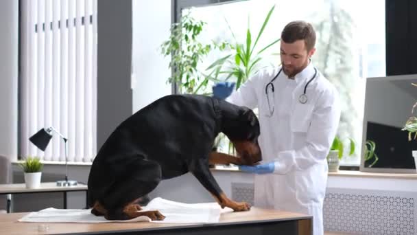 Câine Negru Mare Rasă Pură Numirea Medicilor Veterinari Diagnosticul Sănătății — Videoclip de stoc