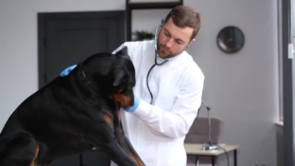 Egy Fiatal Praktizáló Állatorvos Simogat Egy Nagy Kutyát Klinikán Állatorvos — Stock videók