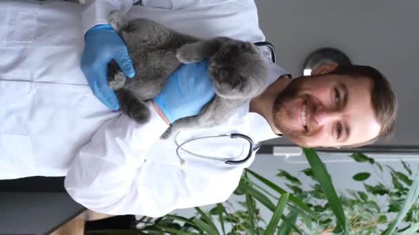 グレーの猫を抱えているオフィスのハンサム笑顔獣医の垂直ビデオ肖像画 ポジティブな獣医 バーティカルビデオ — ストック動画