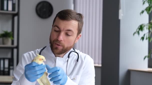 黄色の羽を持つオウムは ヨーロッパの外観の獣医師によって獣医学クリニックで検討されています ペットケア 動物のタイムリーな治療 — ストック動画