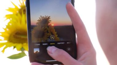 Bir kadın günbatımında akıllı telefonuyla ayçiçeklerinin fotoğraflarını çekiyor. Tarlada güzel bir gün batımı.