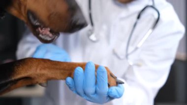 Beyaz üniformalı ve eldivenli bir veterinere patisini veren bir köpeğin yakın çekimi. Sevimli hayvanlar. Köpek veterinerde..