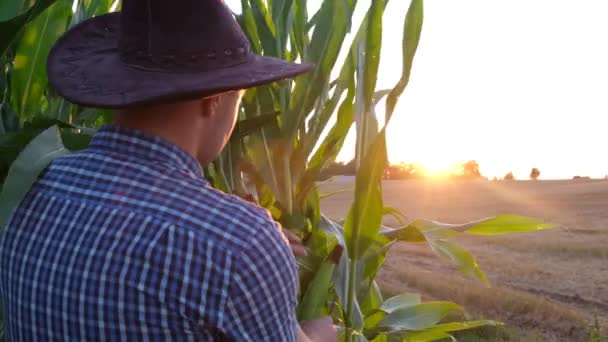 Ein Bauer Begutachtet Maispflanzen Bei Sonnenuntergang Rückansicht Eines Jungen Bauern — Stockvideo