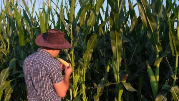 Rückansicht Eines Jungen Bauern Der Einem Maisfeld Steht Und Die — Stockvideo
