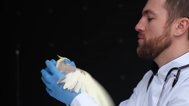 Young Bearded Veterinarian Yellow Parrot Examination Background Black Wall Parrot — Stock Video