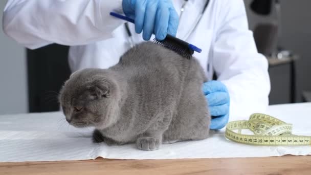 獣医クリニックでの純血種の灰色の猫の衛生的な手順 医者はふわふわの猫とブラシを組み合わせています 余分な髪の除去 — ストック動画