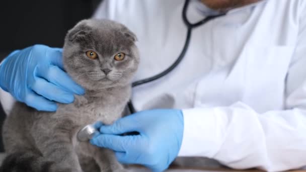 Examen Médico Gato Británico Esponjoso Una Clínica Veterinaria Moderna Joven — Vídeos de Stock