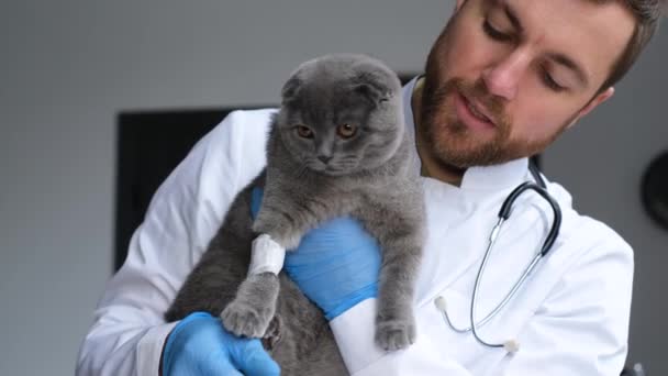 ヨーロッパ風の獣医師が足に包帯をして病気の猫を抱えている 動物の治療 — ストック動画
