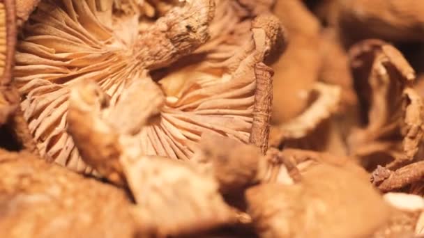 Dried Hallucinogenic Mushrooms Macro Video Psychoactive Psilocybin Mushrooms Dried Forest — Stock Video