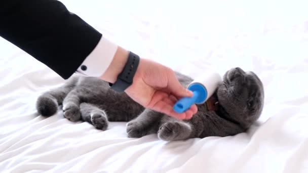 Mužská Ruka Pročesává Kočku Ležící Bílé Posteli Odstraňuje Přebytečnou Kožešinu — Stock video