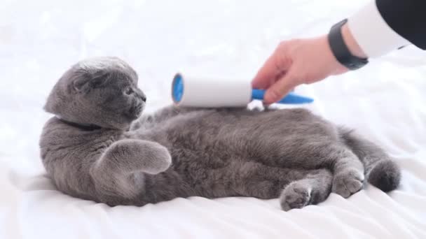 国産の純血猫の世話をしている ビジネススーツの男は灰色のふわふわの猫からローラーで余分な毛皮を削除します — ストック動画