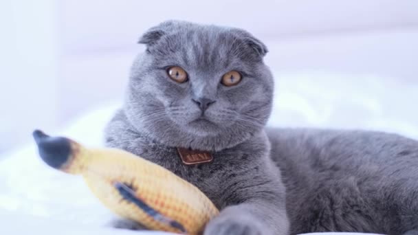 一只灰色的短发猫躺在一张白色的床上玩着猫玩具 可爱的宠物动物 — 图库视频影像