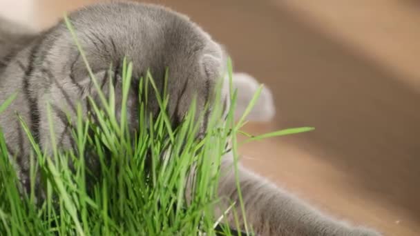 灰猫吃青草芽 猫吃维生素的画像 特写镜头 — 图库视频影像