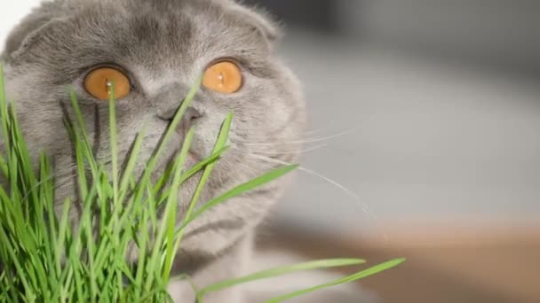 新鮮に発芽した緑の小麦を食べる猫のクローズアップ 国内の猫は花器で育った緑の草の芽を食べる — ストック動画