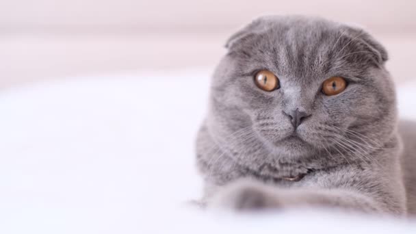 一只漂亮的灰猫躺在白色的床上 舔着爪子的画像 苏格兰短毛猫看着摄像机 — 图库视频影像