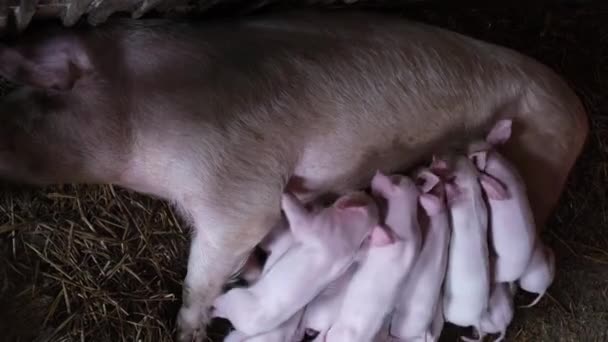 小灵巧的小猪躺在养猪场的笼子里 吃着母猪的奶 农业动物的繁殖 垂直录像 — 图库视频影像