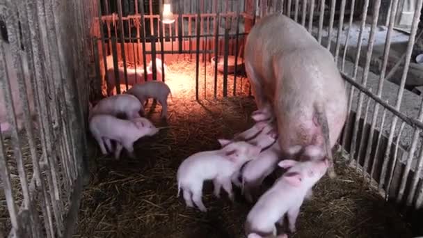 Muchos Pequeños Lechones Rosados Están Comiendo Leche Cerdo Madre Una — Vídeos de Stock