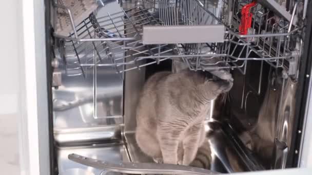 Αστείο Βίντεο Μια Γκρίζα Γάτα Κάθεται Στο Πλυντήριο Πιάτων Ζωή — Αρχείο Βίντεο