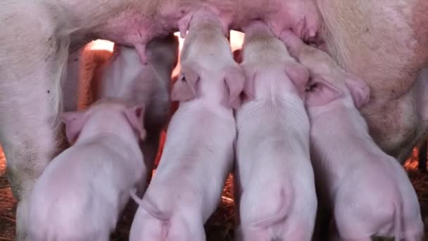 Close Leitõezinhos Comendo Leite Porco Mãe Uma Fazenda Animais Reprodução — Vídeo de Stock
