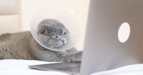 手術後に自宅でソファーに横たわっている獣医の襟の悲しみの灰色のタビー猫 猫はラップトップを見ている — ストック動画