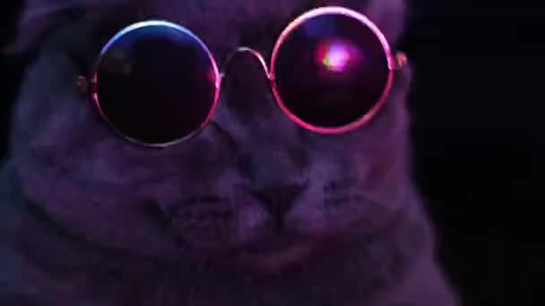 Cat Sunglasses Neon Light Cat Glasses Cat Disco British Cat — Wideo stockowe