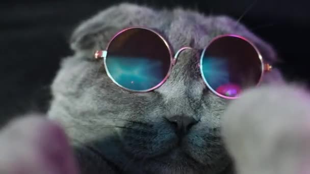 Disco Cat Trendy Glasses Neon Light Cat Dancing Purple Background — Vídeo de Stock