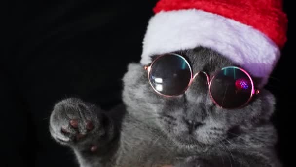Cat Sunglasses Santa Hat Neon Light Cat Disco British Cat — Stock video