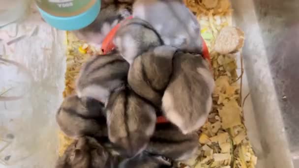 Hamsters Approach Feed Eat Deliciously Hamsters Eat Grain Gray Hamsters — Vídeo de stock