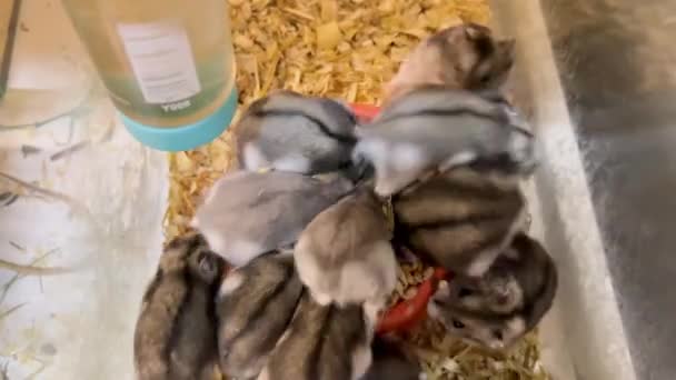 Group Hamsters Approach Feed Eat Deliciously Hamsters Eat Grain Small — Stok video