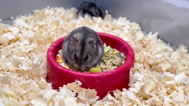 Small Fluffy Animal Hamster Eats Grain Interesting Hamster Face Interesting — Stockvideo