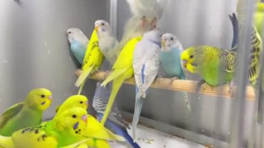 Close-up of a green and blue budgerigar sitting in a cage. Cute green budgie. Pets are birds.