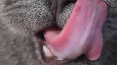 A close-up of a cats tongue licking itself from delicious food. Advertisement for cat food. Pets