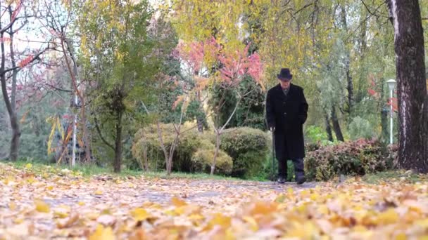 Golden Autumn Elderly Grandfather Cane Walks Park Carpet Yellow Leaves — Wideo stockowe