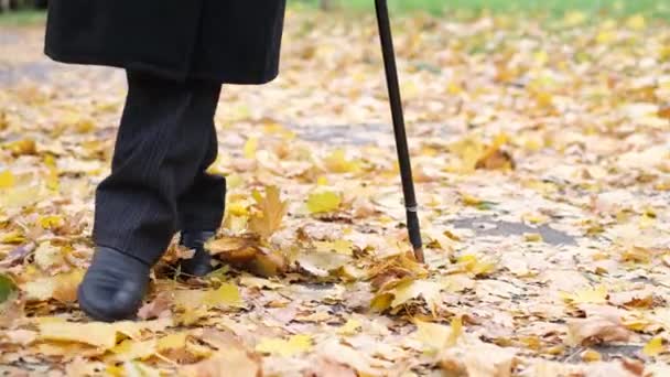 Golden Autumn Elderly Grandfather Cane Walks Park Carpet Yellow Leaves — Video