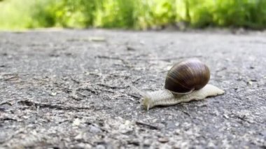 A large snail crawls along the asphalt road. Close up.
