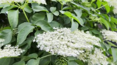 Beautiful white elder flower on a green tree. Spring nature.