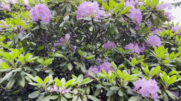 Beautiful Tree Purple Flowers Garden Summer Period Sunny Day — Stockvideo
