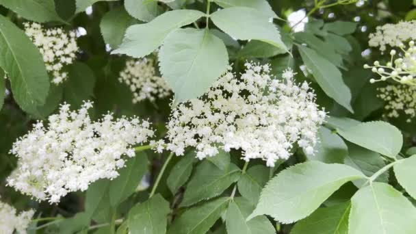 White Elder Flowers Summer Day Sambuca Black Nature — Vídeo de Stock