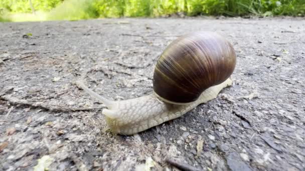 Close Snail Moving Gray Asphalt Grape Snail Moves Help Mucus — 图库视频影像