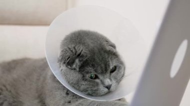 A sick Scottish cat sits near a laptop. 4k video