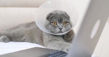 A beautiful gray cat is lying on the bed and looking at the laptop. Pets.