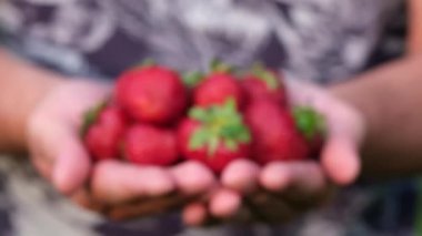 Erkeklerin elindeki bir demet olgun çileğin makro videosu. Arka plan bulanık. Çiftlikte çilek hasadı. Elimde bir sürü çilek var.