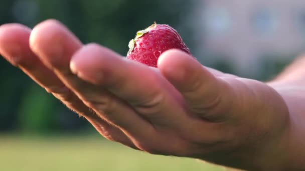 Μια Ώριμη Κόκκινη Φράουλα Αντρικό Χέρι Θερινή Συγκομιδή Φραουλών Θολή — Αρχείο Βίντεο