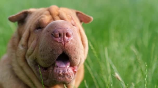 一只红色牛头犬在草皮背景上的特写 在阳光灿烂的日子里 一只在模糊的大自然背景上的狗 小狗狗近身 — 图库视频影像