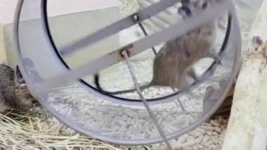 A rat runs in a wheel in a circle. Pets.