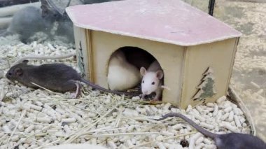 A group of gray and white rats run around the cage. Rodent concept.