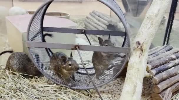 Gray Rats Sit Cage Running Wheel Rodent Animal Concept Pets — Stock video