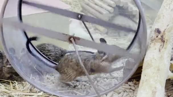 Gray Mouse Runs Running Wheel Cage Slow Motion Video — Stockvideo